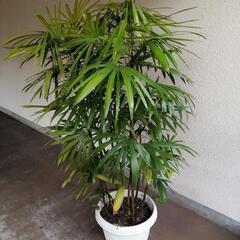 棕櫚竹　シュロチク