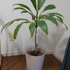 ドラセナ 鉢植え 観葉植物 差し上げます