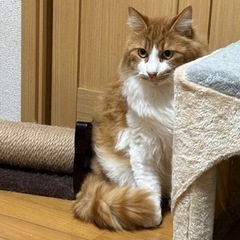 2歳～5歳くらいのオス猫さん