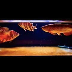 1500x60x50の水槽上部濾過式架台は自作の木製です。