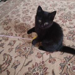 生後4ヶ月くらいの黒猫 - 猫