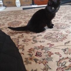 生後4ヶ月くらいの黒猫 − 北海道