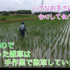 減農薬★5年産★新米ヒノヒカリ玄米30キロ
