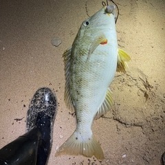 🐟沖縄打ち込み釣り🐟 - メンバー募集