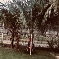 千葉県 ココスヤシ格安販売①