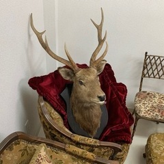 エゾシカの剥製