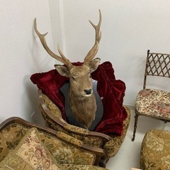 エゾシカの剥製