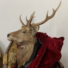 エゾシカの剥製