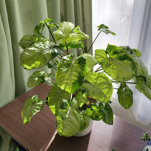 2月26〜29　　観葉植物　シンゴニウム　ハートの形