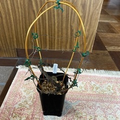 観葉植物　セロキア　ボッセリ