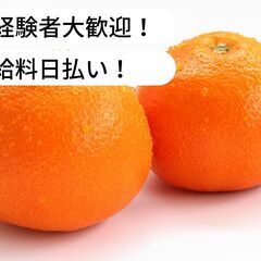 【日払い】愛媛県松山市道後で伊予柑運搬等のお仕事！【単発/短期求人】