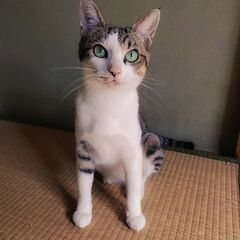 ２/１８石巻の里親探し会開催です！　キジ白ママとその子猫