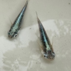 sold outメダカ 鯖の極み🐟2ペア 個体保証あり  めだか