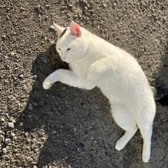 かわいい白猫です。 - 渋川市