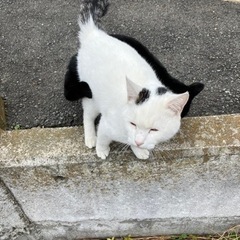 かわいい白猫です。 − 群馬県