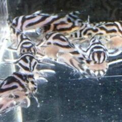 ニューメガクラウン10cm± 繁殖経験有り 雌個体