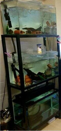 ◆ブリーダー必見◆水槽台 三段 60cm 用 黒 水槽3 外部1上部2