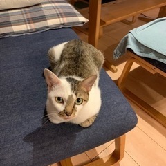 【決定しました】甘えん坊の元野良猫(1歳半) − 東京都