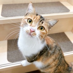 元野良のあまあま懐っこい三毛猫1歳