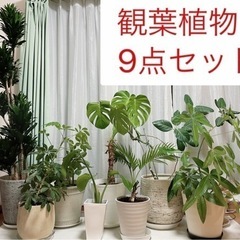 観葉植物9点セット　鉢付