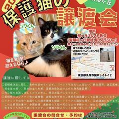 12月16日（土）猫の譲渡会 in 多摩市