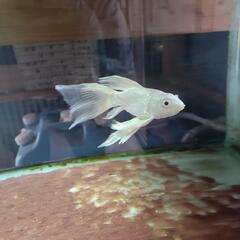 スーパーショート　ヒレながプラチナ錦鯉