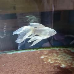 スーパーショート ヒレながプラチナ錦鯉