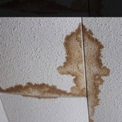 雨漏り点検します☆ 編