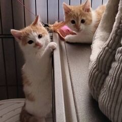 【トライアル決定】子猫のコッチ（生後3ヶ月の兄弟）※写真右側