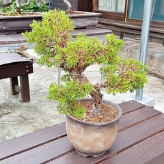 勘助 真柏 樹齢10年 中品盆栽 鉢付き