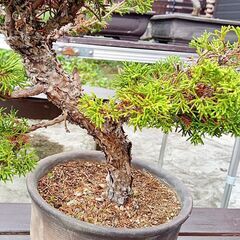 勘助 真柏 樹齢10年 中品盆栽 鉢付き