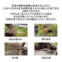 勘助 真柏 樹齢10年 中品盆栽 鉢付き