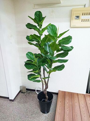 ③【年末大セール】新品 ゴムの木(180cm)　人工観葉植物 フェイクグリーン インテリア　高品質