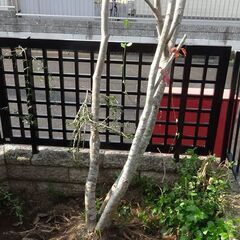 ハナミズキ　成木　格安　滋賀県 庭木　移植