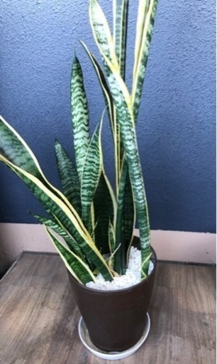 観葉植物　サンスベニア