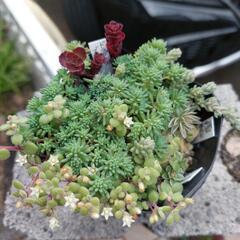 多肉植物 セダム寄せ植え②