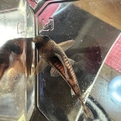 【決まりました】コリドラス スーパーアンチェスター(コルレアと交換可)