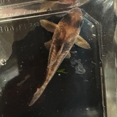 【決まりました】コリドラス スーパーアンチェスター(コルレアと交換可)