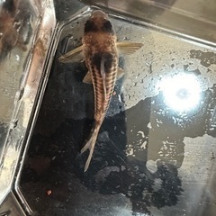 決まりました】コリドラス スーパーアンチェスター(コルレアと交換可)