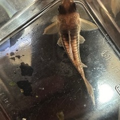 【決まりました】コリドラス スーパーアンチェスター(コルレアと交換可)