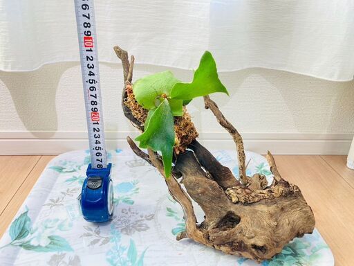 【着生シダ植物】ビカクシダ（コウモリラン）プラティセリウム・ネザーランド