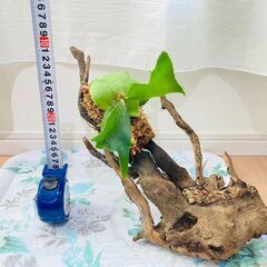 【着生シダ植物】ビカクシダ（コウモリラン）プラティセリウム・ネザ...