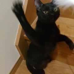 【急募】可愛い黒猫の男の子 大和くん🐈‍⬛ - 猫