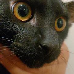 【急募】可愛い黒猫の男の子 大和くん🐈‍⬛ − 岡山県