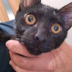 【急募】可愛い黒猫の男の子 大和くん🐈‍⬛の画像