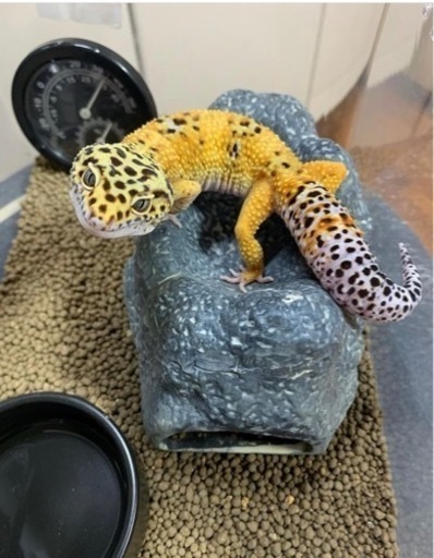 飼育セット