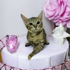 12月10日(日)🎄🎅🎄三鷹で猫の譲渡会🎄🎅🎄キジトラの女の子生後4ヶ月　甘えっ子　大人の猫特集もあります。沖縄猫特集もやります。　飼い主不在確認済みの画像
