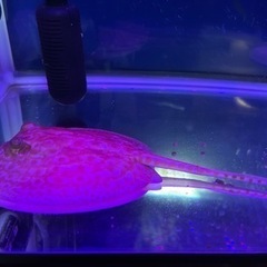 淡水エイ 【純血❗️】アルビノクロコダイルスティングレー雌♀メス 