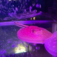 淡水エイ　【純血‼️】アルビノクロコダイルスティングレー雄♂オス[証明書付き]