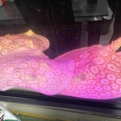 淡水エイ　【純血‼️】アルビノクロコダイルスティングレー雄♂オス[証明書付き]